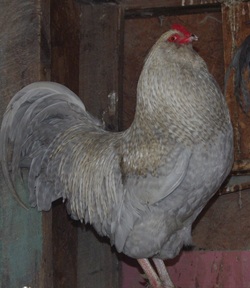 lavender ameraucana cuckoo chickens rooster chicken
