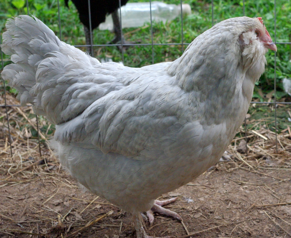Lavender Ameraucana - Chicken Addicts Anonymous