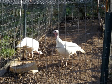 Midget White Turkey Hens